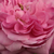 Rosa - Rose Portland - Comte de Chambord